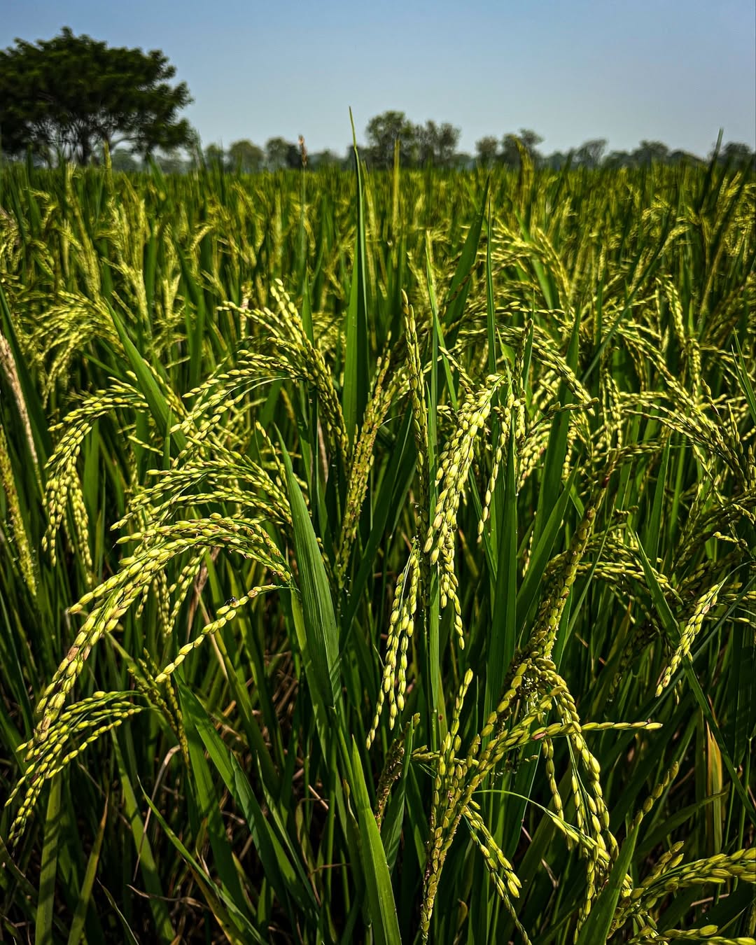 The day the farmer does not do farming, everyone will die of hunger