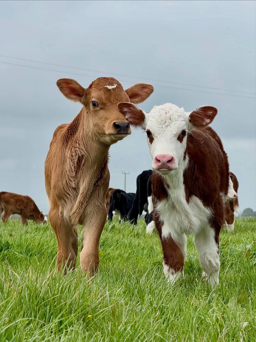 Cattle grazing at Kalro Farm