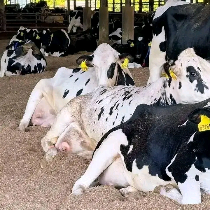 Dairy cow for sale at Kalro Farm Kenya