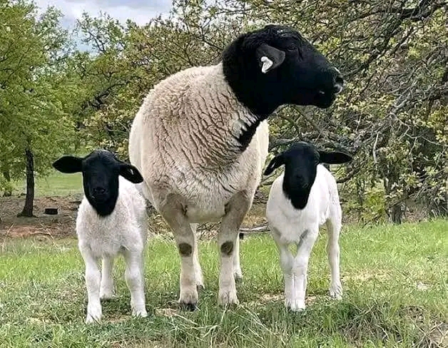 Dorper sheep for sale at Kalro Farm Kenya