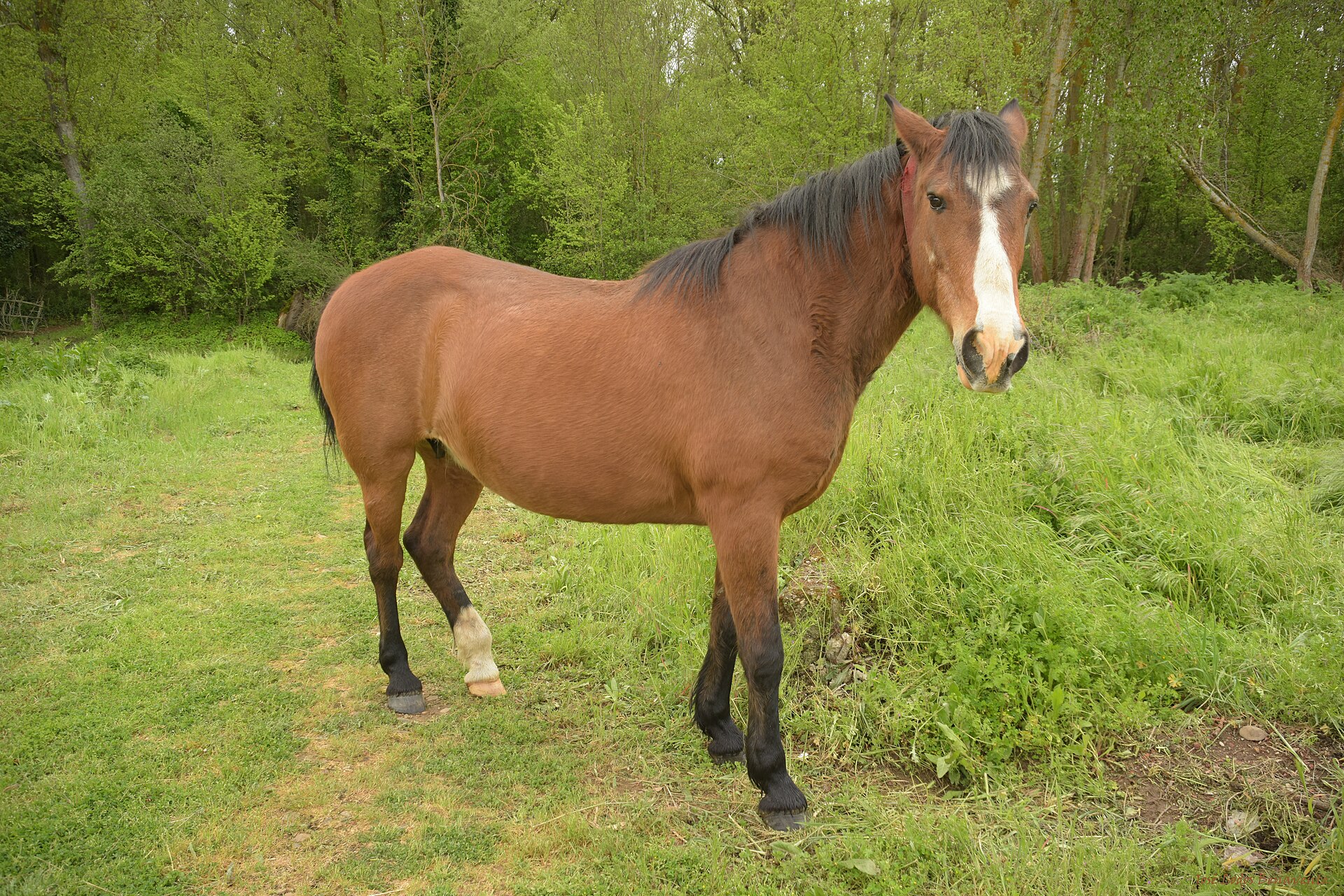 Horse for sale at Kalro Farm Kenya