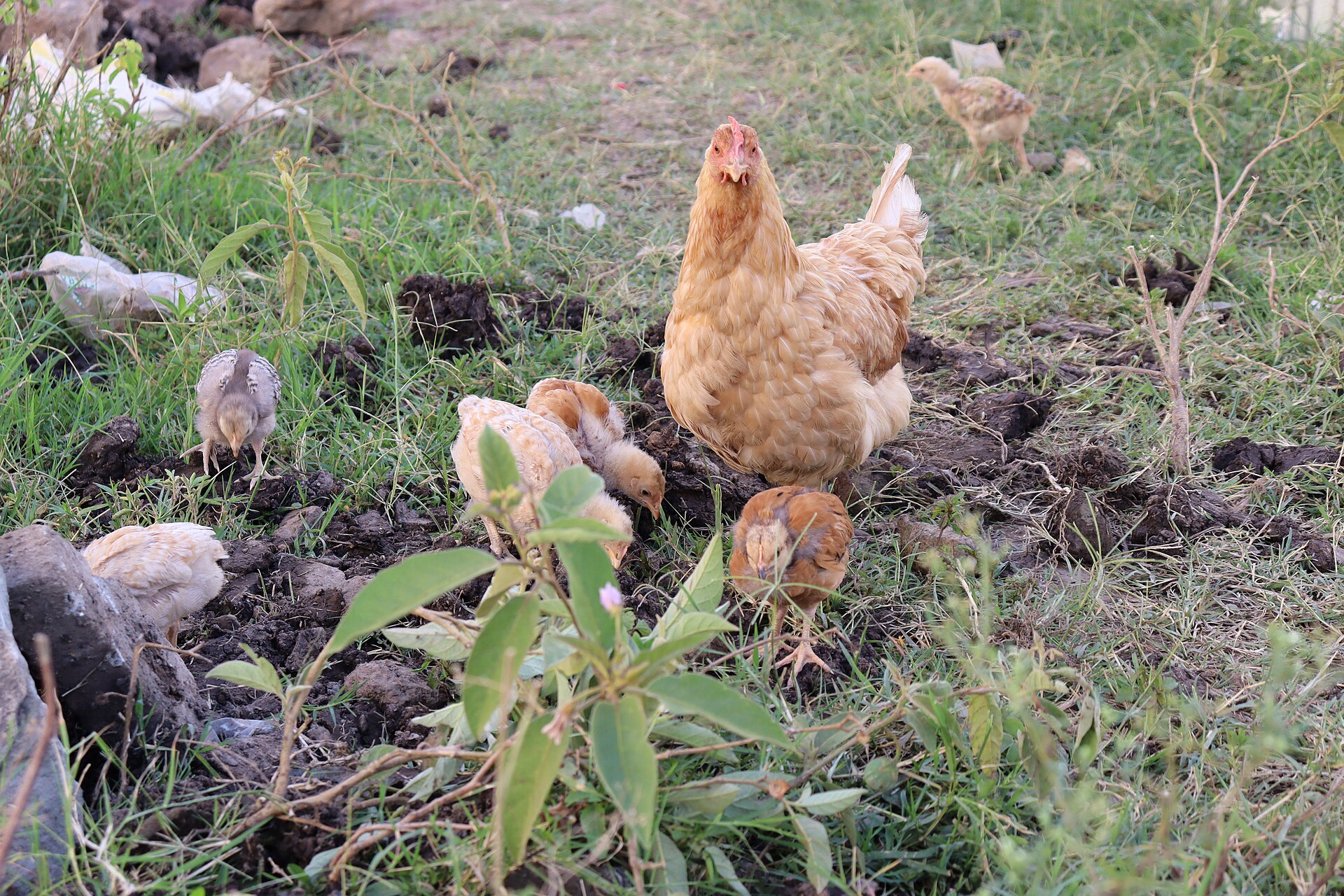 Kienyeji chickens for sale at Kalro Farm Kenya